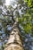 low-angle photography of green-leafed tree