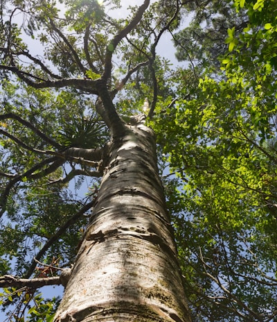low-angle photography of green-leafed tree