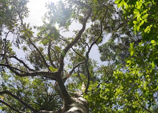 low-angle photography of green-leafed tree