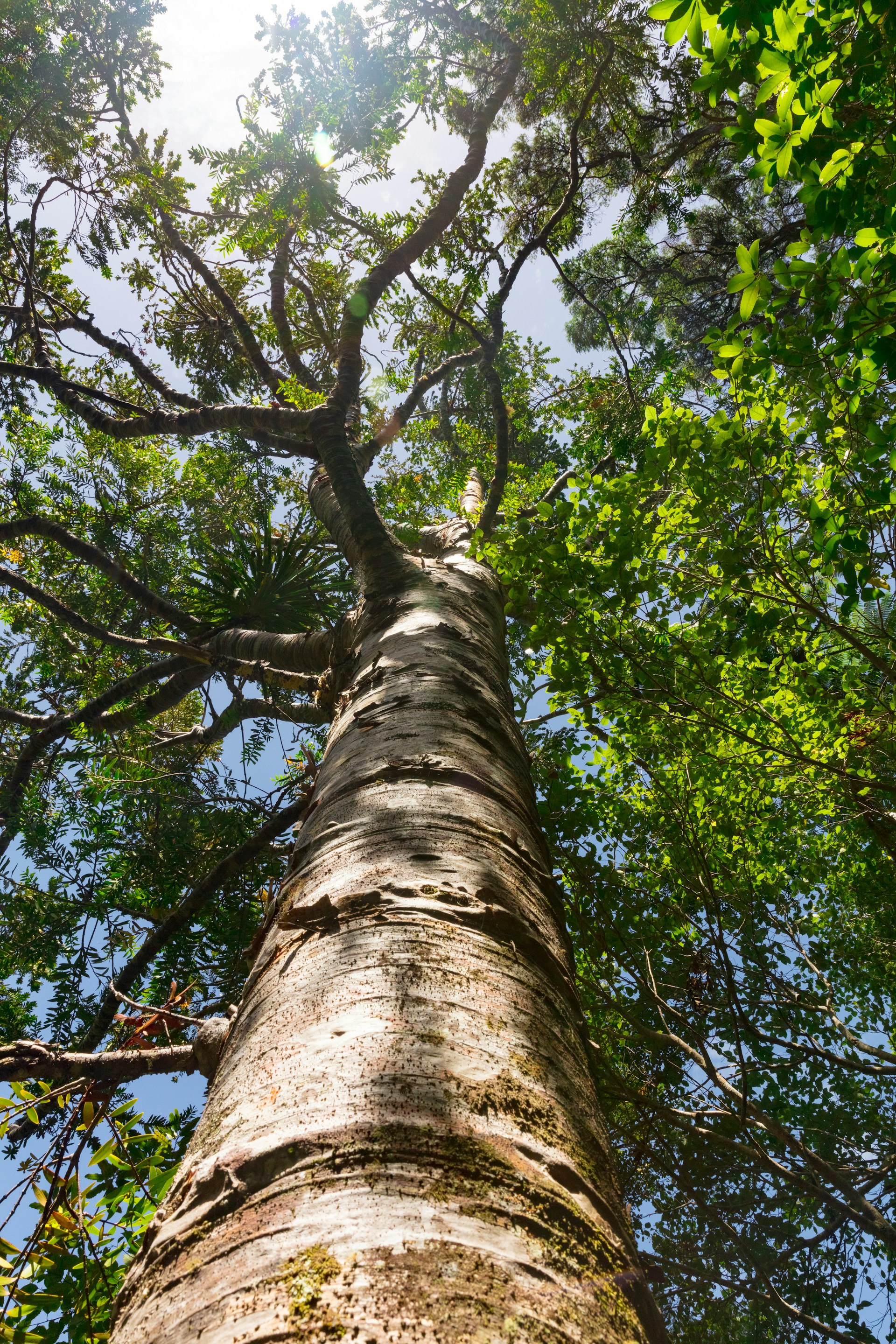 Carbon Offsetting or Contribution