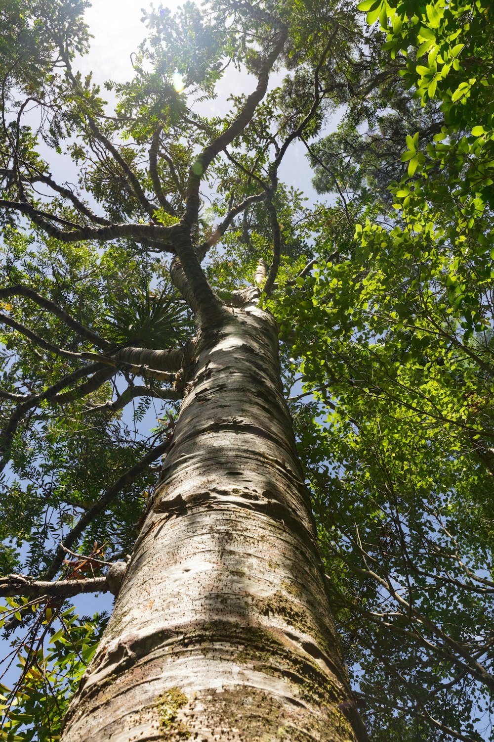 Fotografía de ángulo bajo de un árbol de hojas verdes