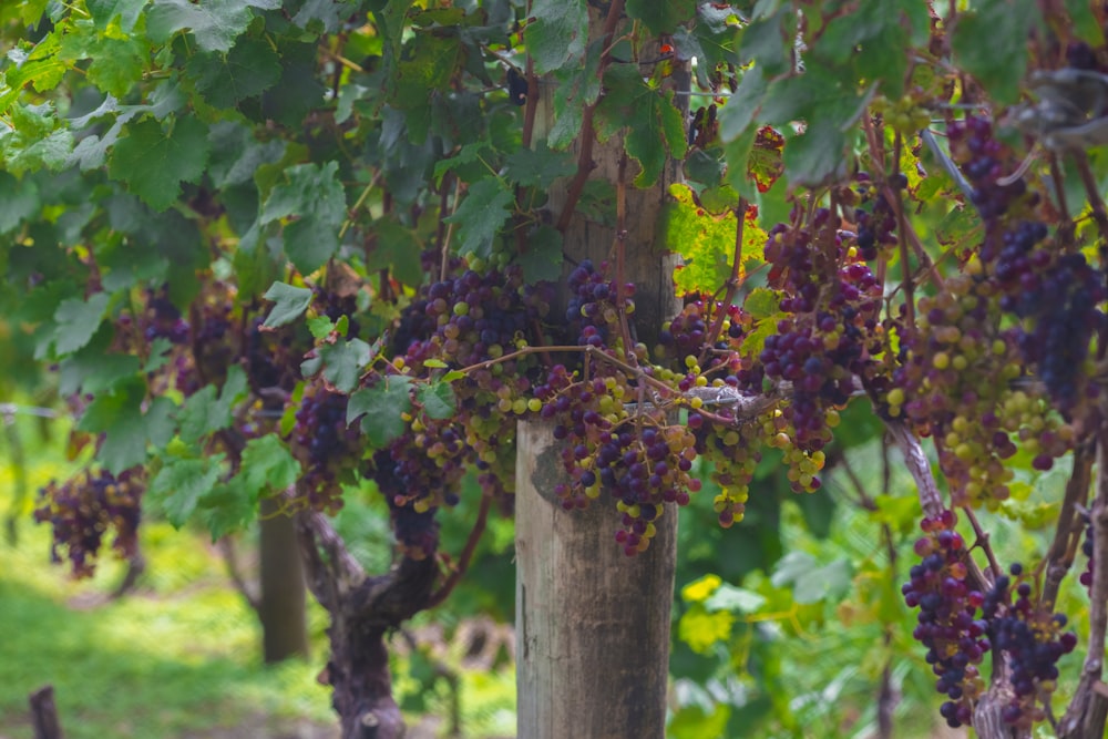 grape fruit tree