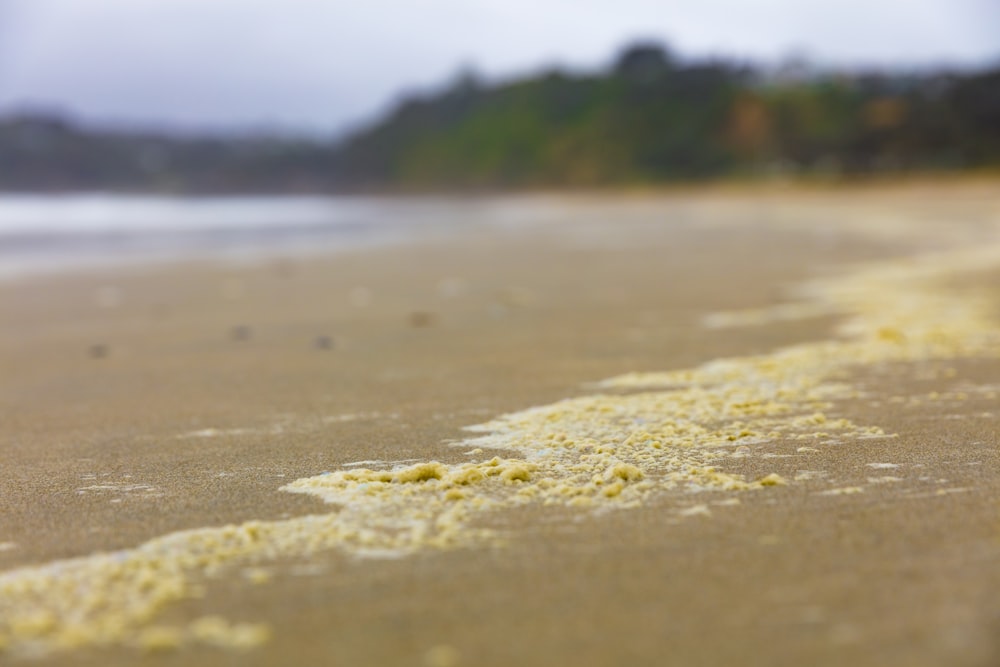 yellow sand beach