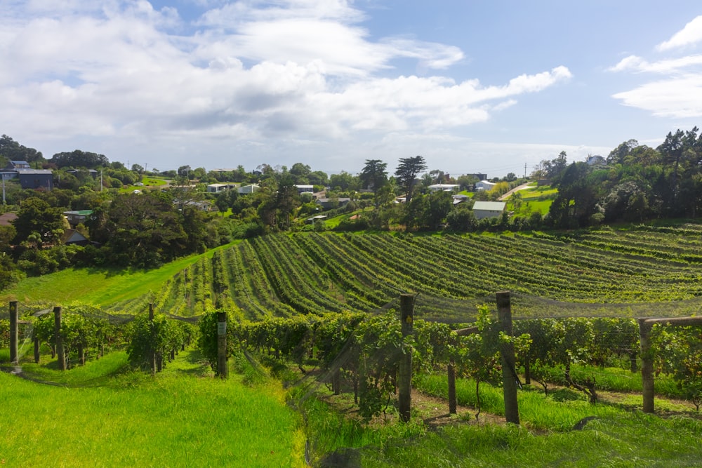 rows of green crops in field