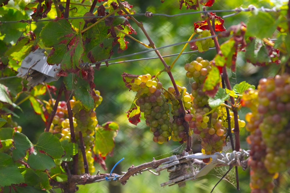 grape fruit during daytime