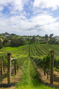 rows of grape vines in field