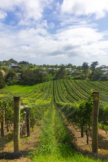 rows of grape vines in field