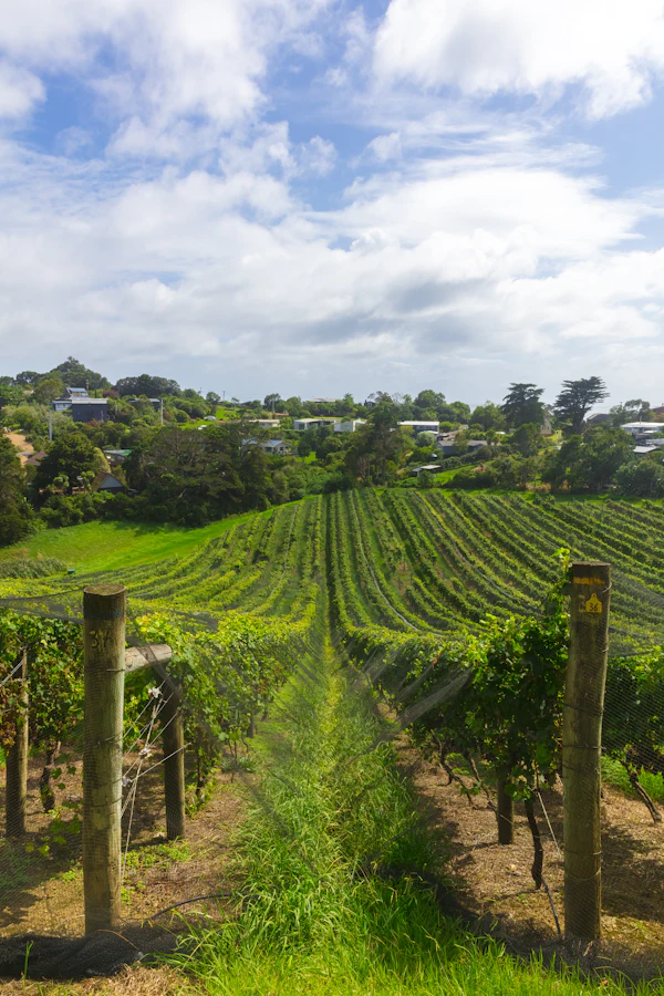Rows of grape vines in a vineyard