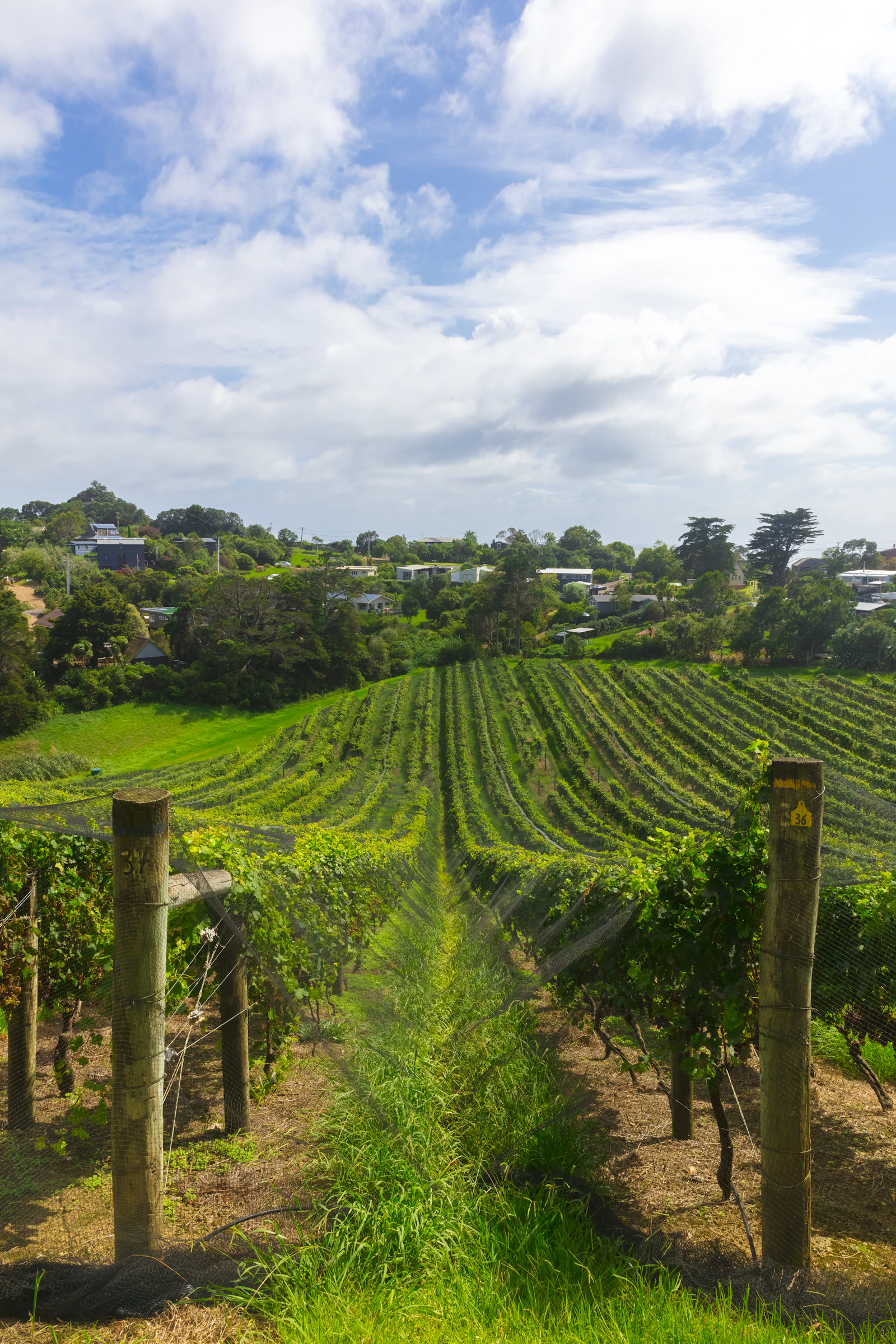 Rows of grapevines running down a hillside at Casa Miro, Auckland