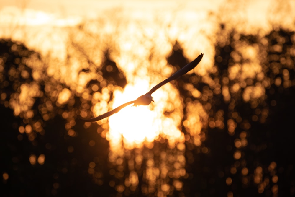 silhouette photography of bird