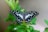 shallow focus photo of black and white butterfly