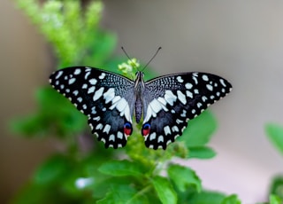 shallow focus photo of black and white butterfly