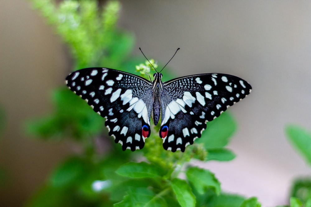 Photo de mise au point peu profonde de papillon noir et blanc