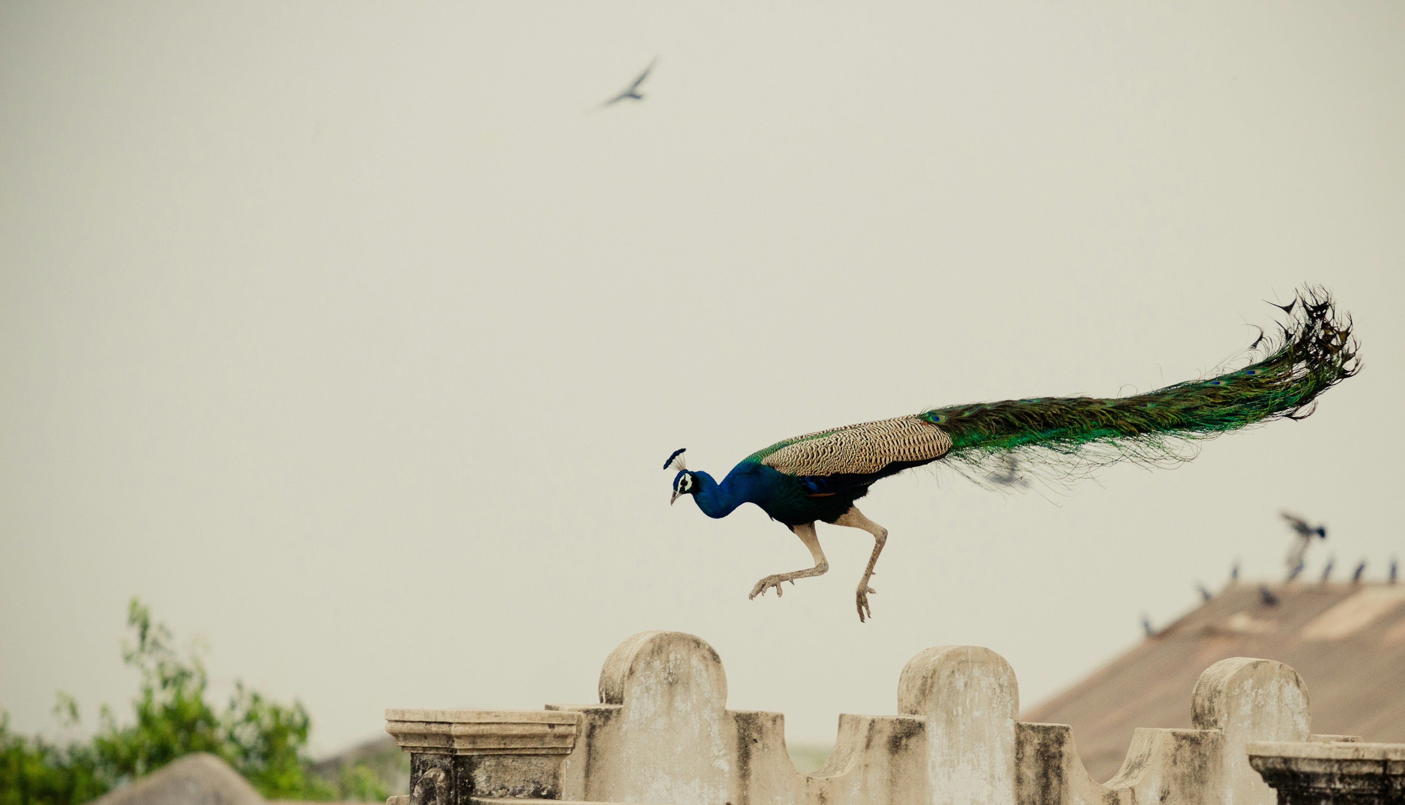 A blue and green feathered peacock leaps mid air above a building, against a white sky backdrop