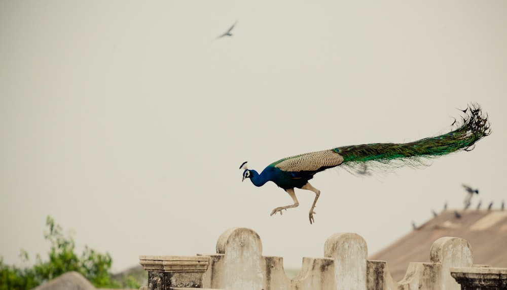 peahen flying