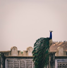 Peahen on fence