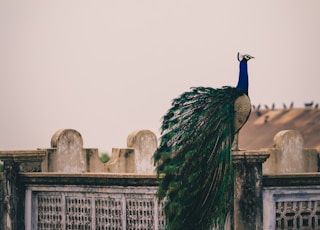 Peahen on fence