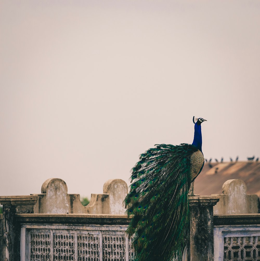 Peahen on fence