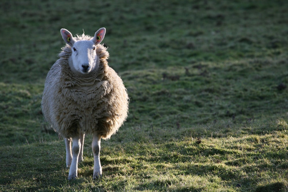 pecore bianche sul campo di erba verde