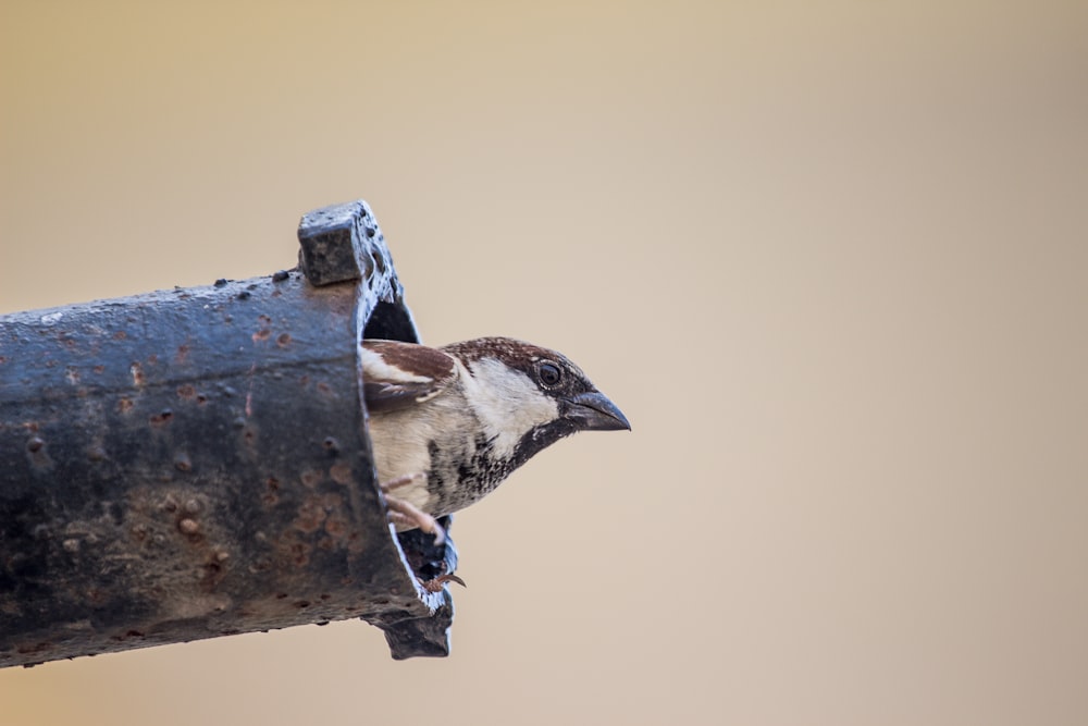 Fotografía de ángulo bajo de pájaro marrón dentro del tubo