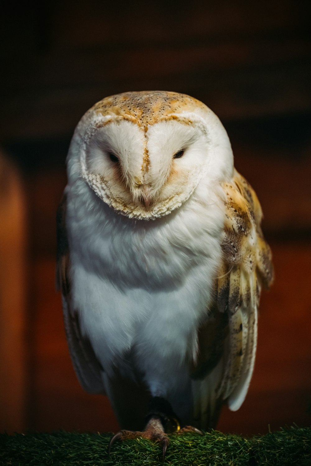 hibou blanc et brun