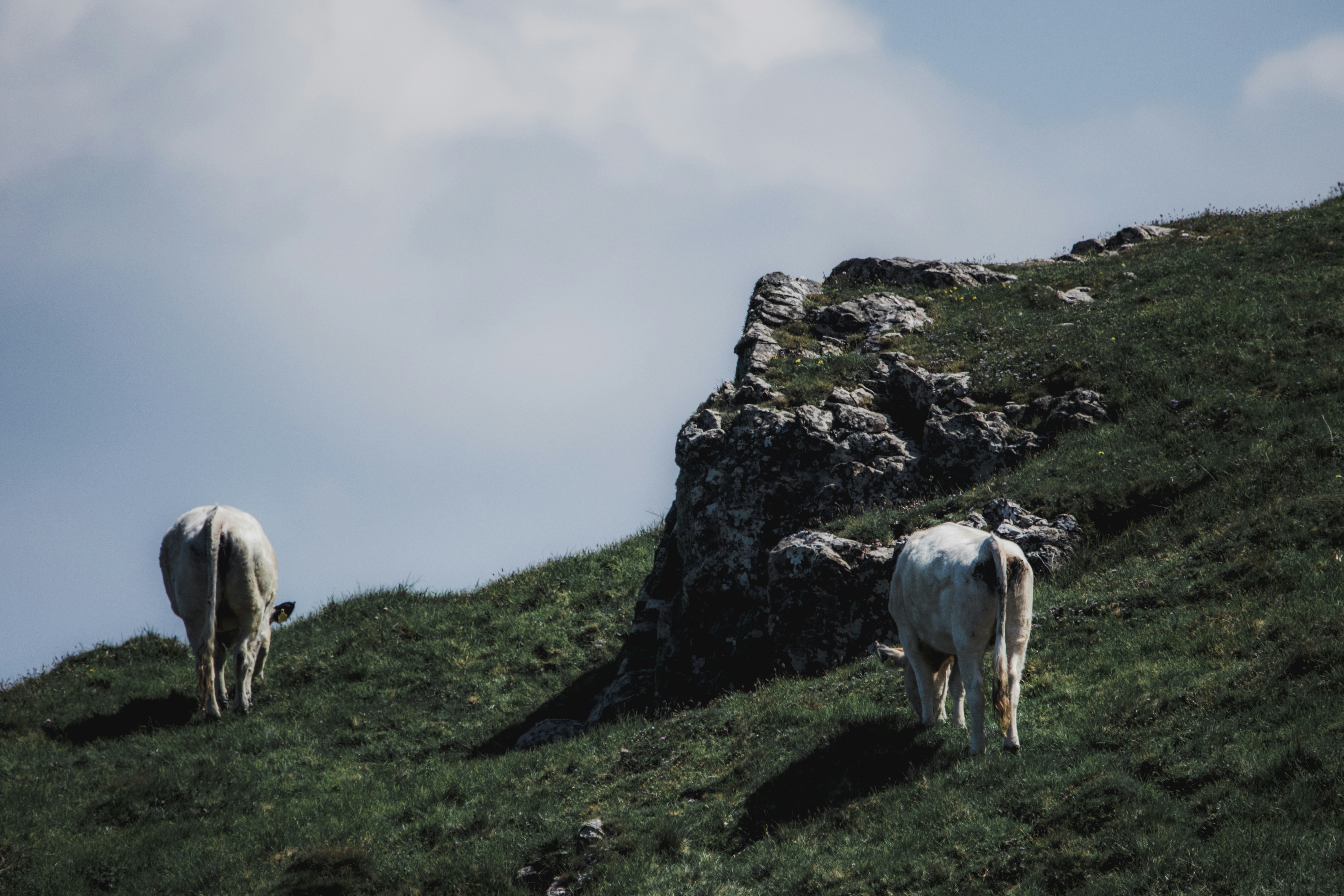 Photo by will_bolding_photography