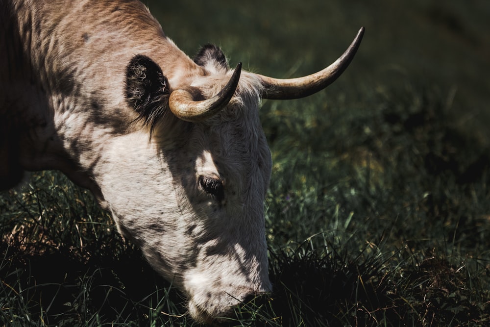 white cattle with horn eating grass