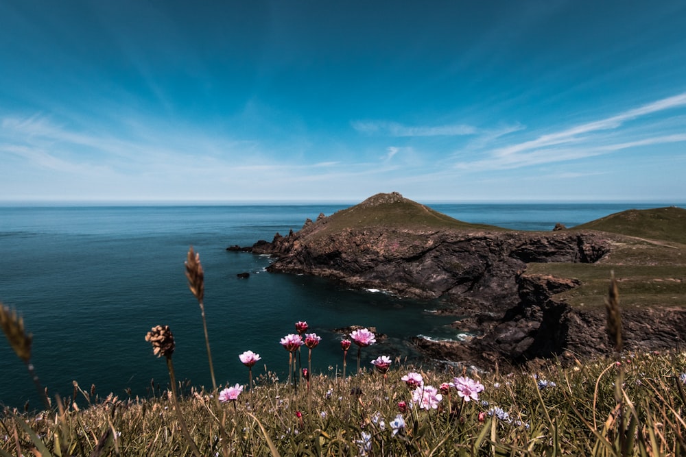 flower field near calm body of water