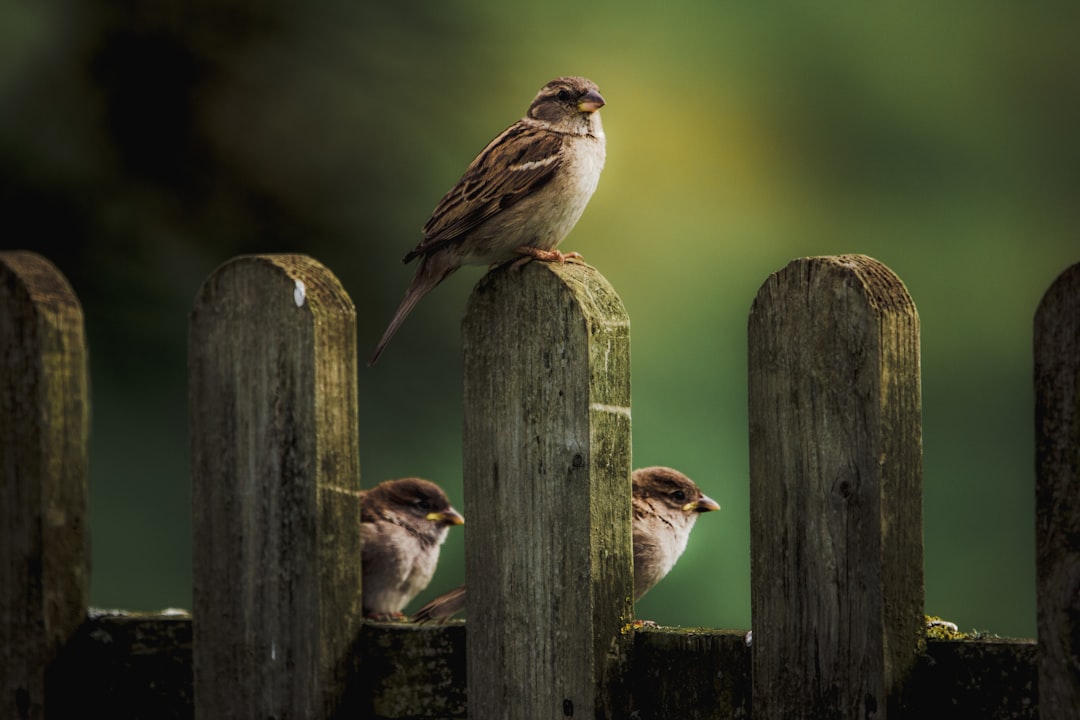 brown sparrow bird perching on fence sparrow