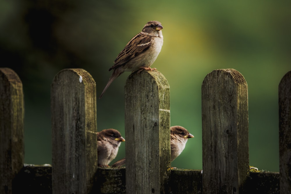 brown sparrow bird perching on fence