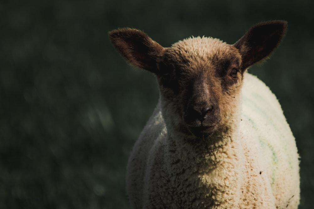 white sheep close-up photo