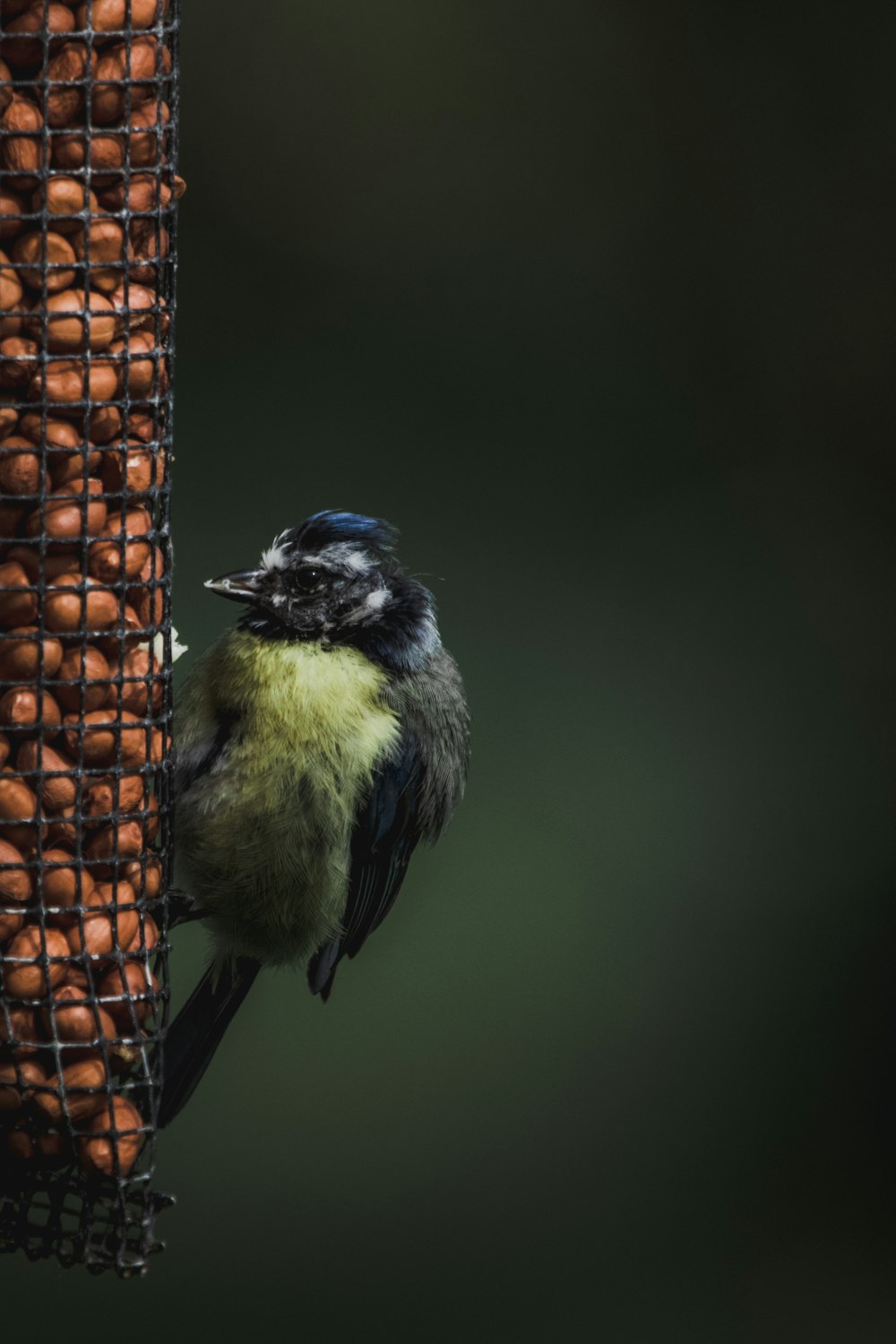 gray bird perched on net ee