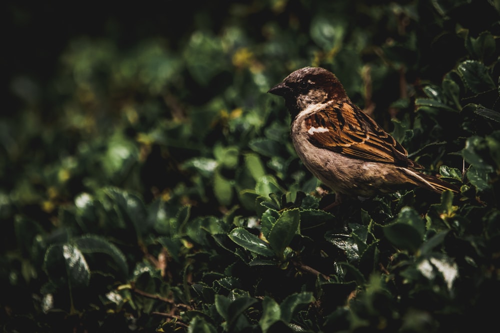 shallow focus photo of brown bird