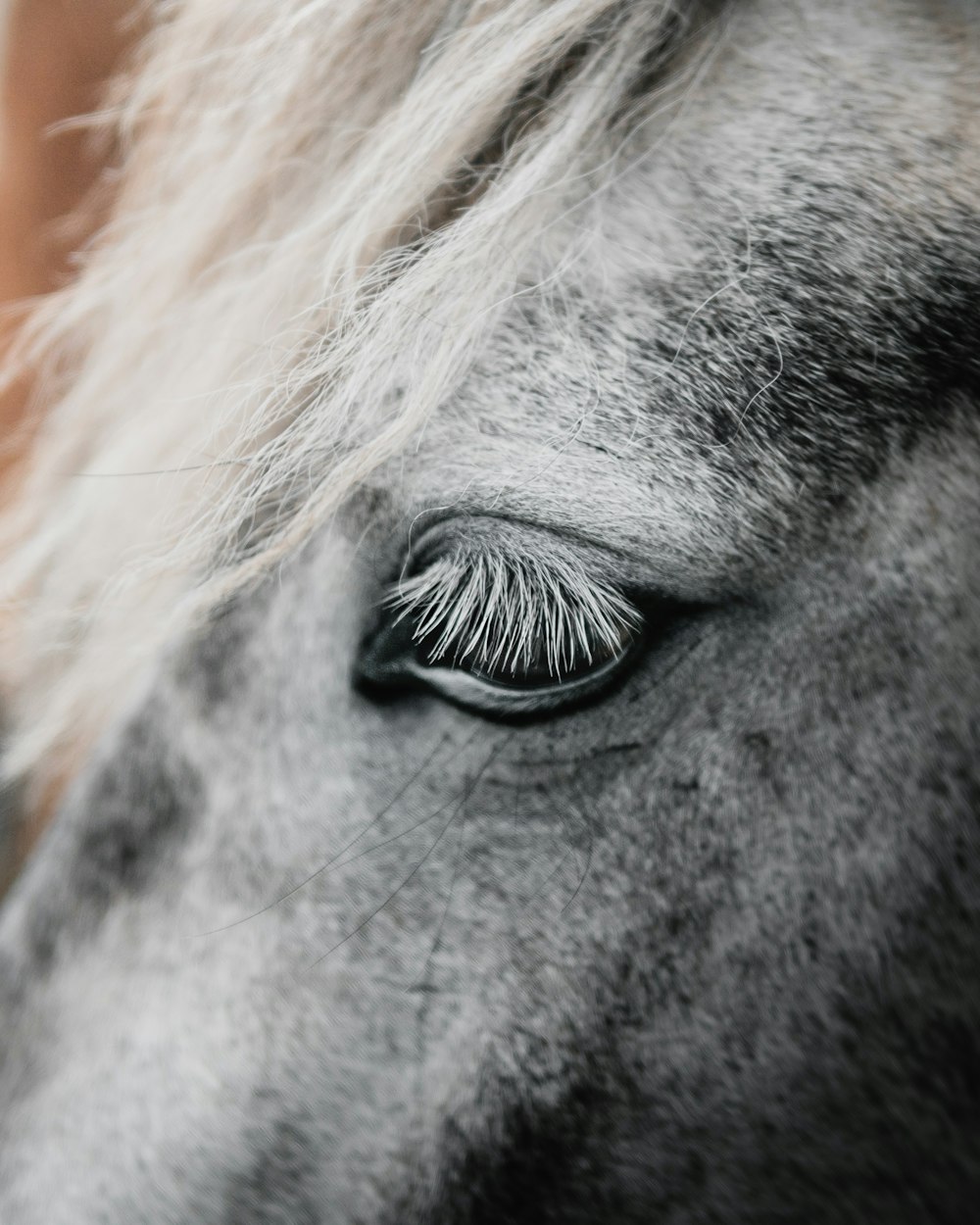 close-up photography of white horse