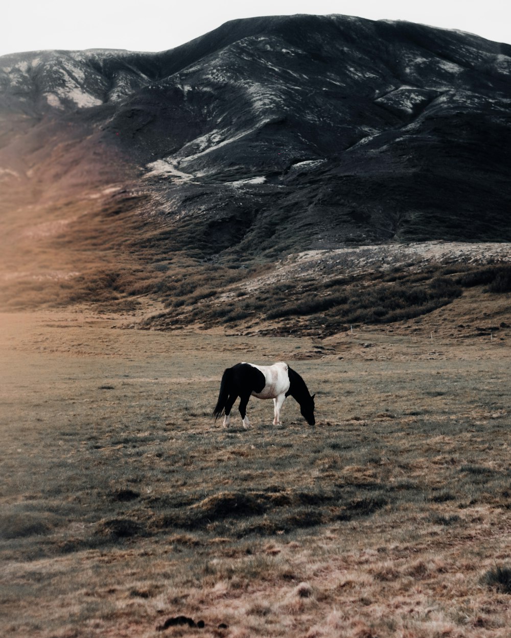 black and white horse on grass field