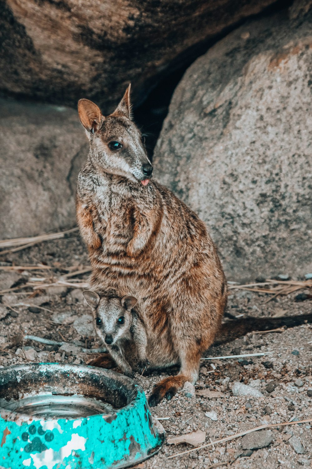 Foto de foco raso do canguru marrom