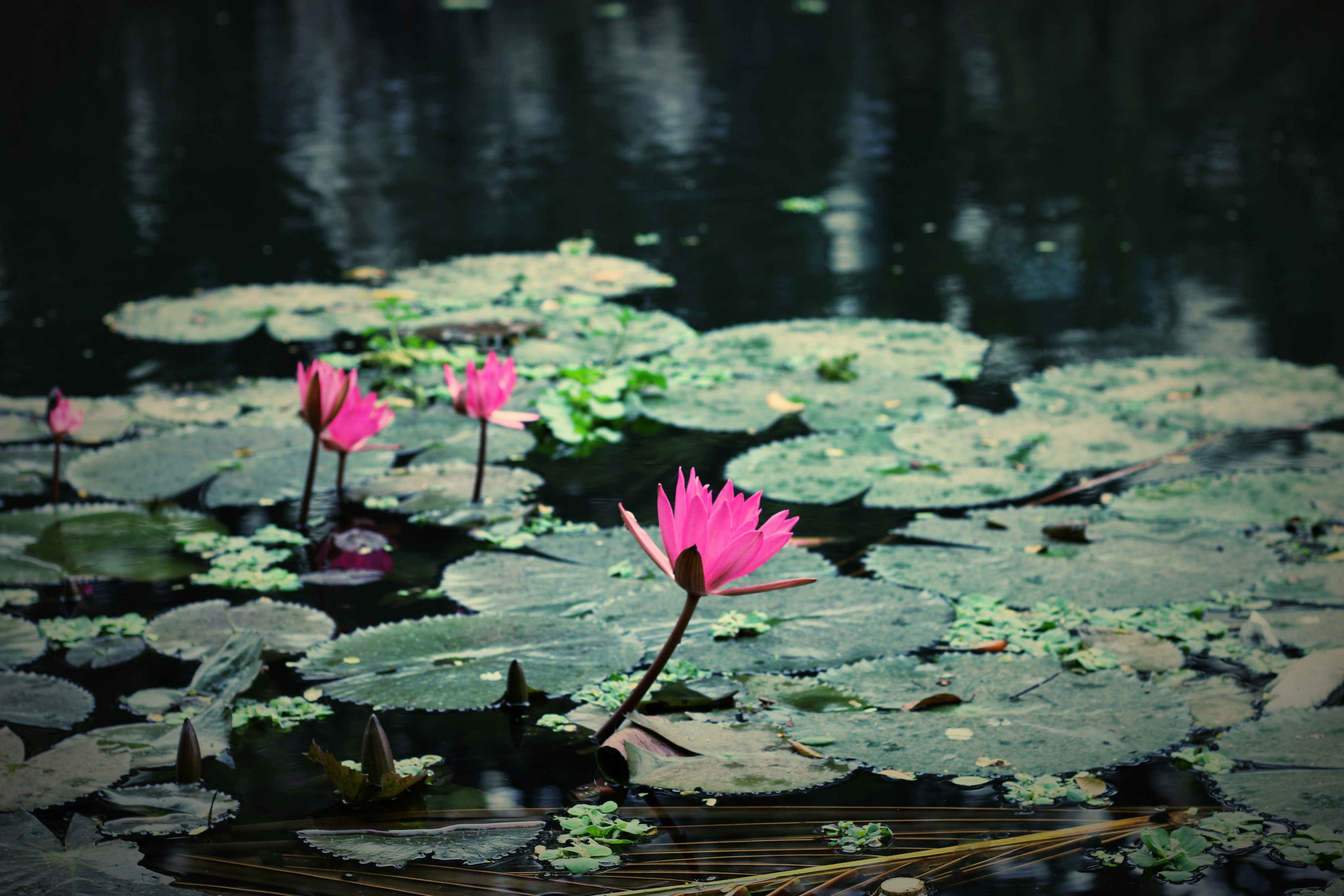 Photo by shofiulalamshuvo