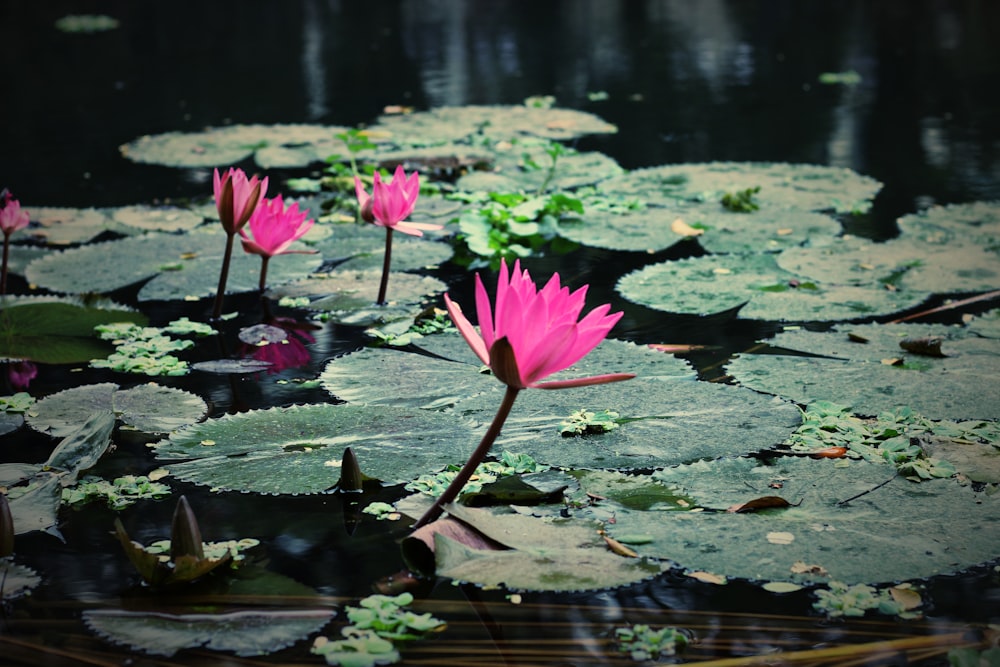 pink lotus flowers blooming in pond