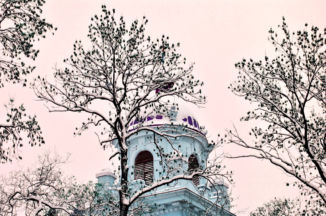 leafless trees near white building