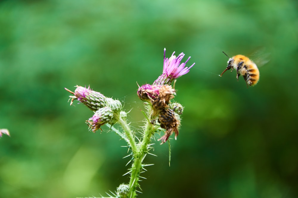 macro photo of yellow bee