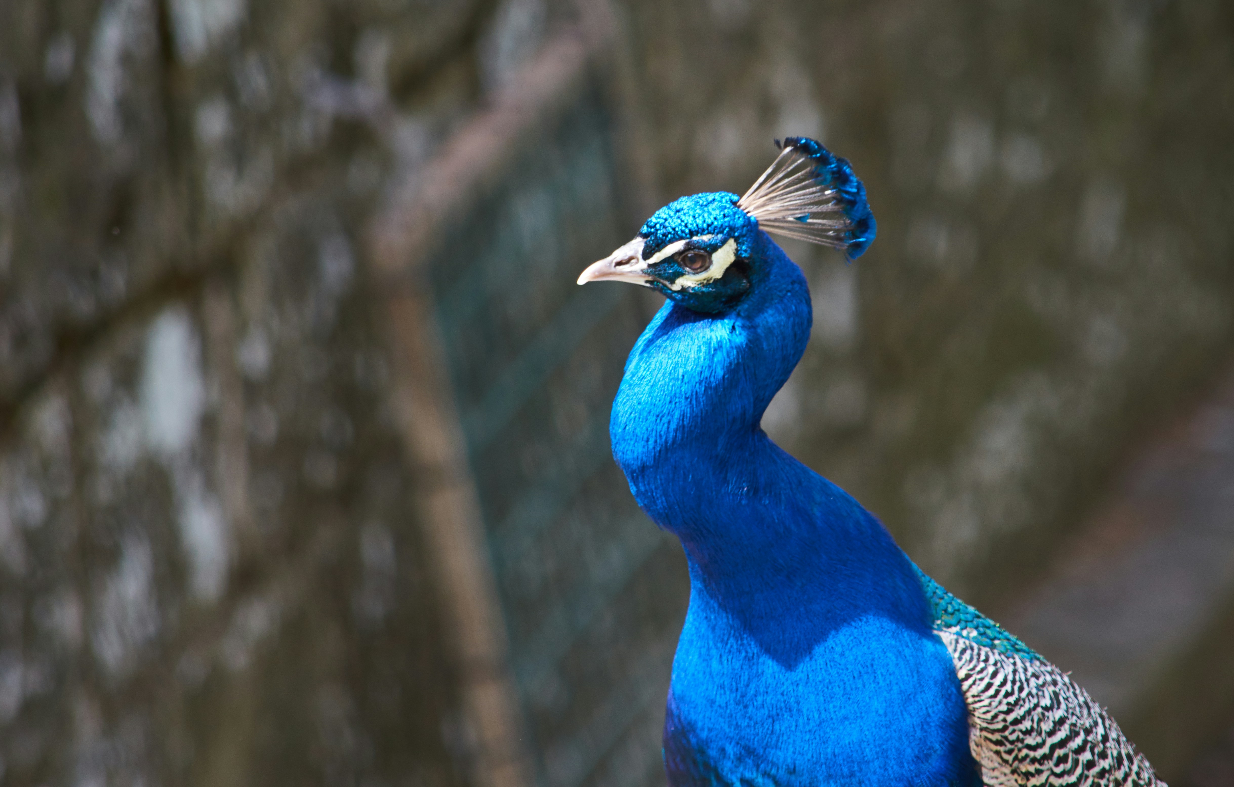 Photo by olgabrajnovic