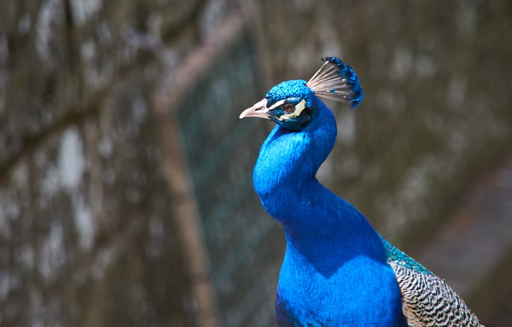 blue peacock