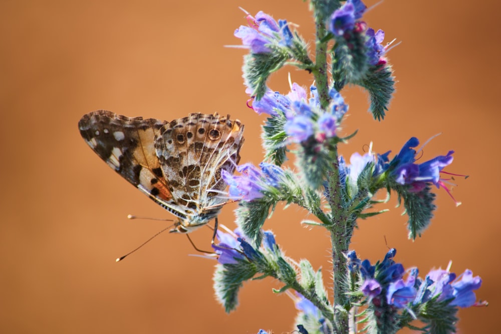 papillon brun sur fleur à pétales bleus