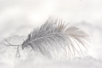 Delicate feathers resting gently on a smooth stone by a quiet stream.