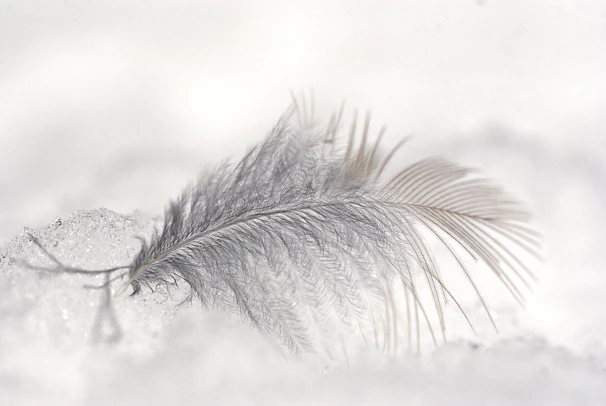A soft beige-toned feather resting gently on a copper-toned surface, reflecting Aviara's nature-inspired palette.