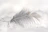 soft beige background with a delicate feather resting gently