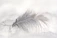 soft beige background with a delicate feather resting gently