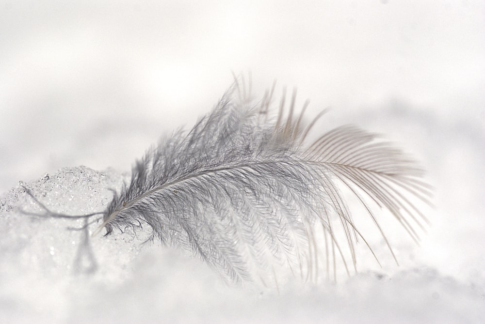 흰 깃털의 클로즈업 사진
