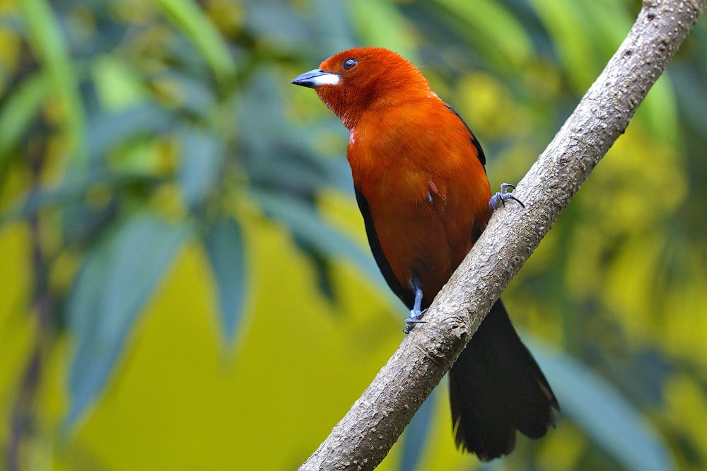 red and black bird standing on branch