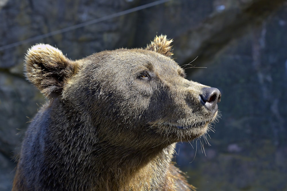 Photographie en gros plan de l’ours gris